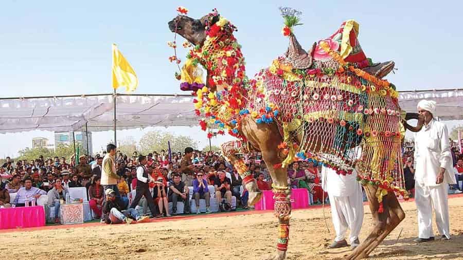 Camel Festival, Bikaner