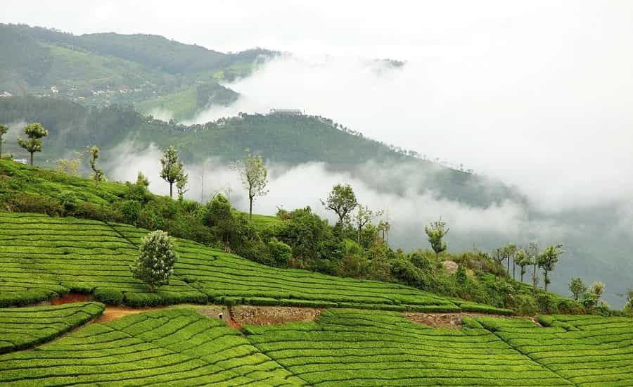 Coonoor Tea Garden