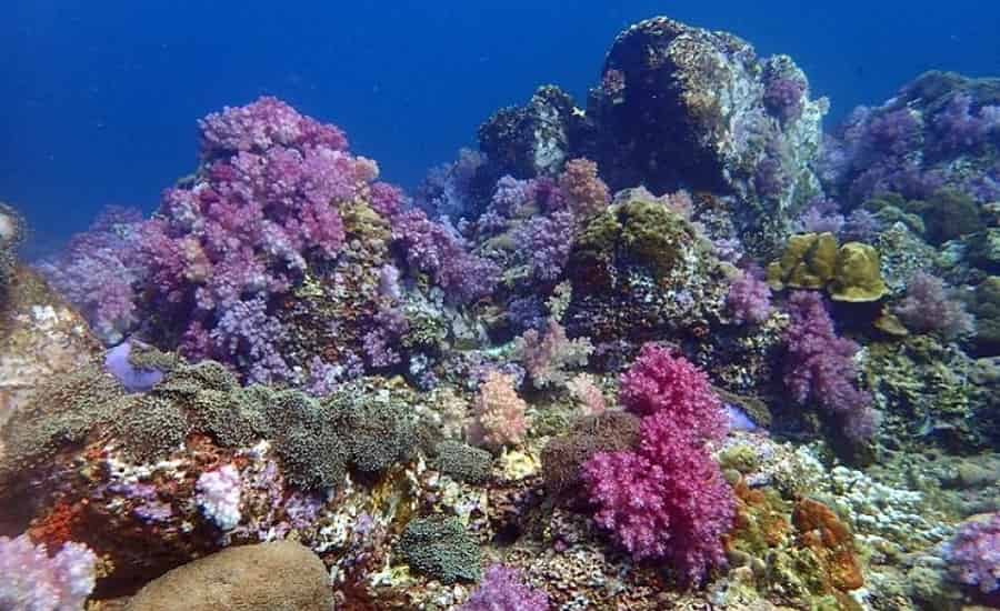 Koh Tarutao Scuba Diving
