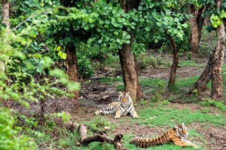 Sariska National Park & Tiger Reserve