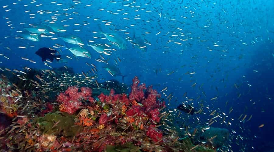 Similan Islands Scuba Diving