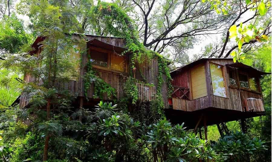 The Tree House, Jaipur