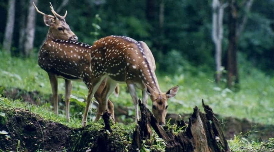 Popular National Parks & Wildlife Sanctuaries in Uttarakhand