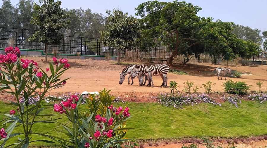 Bannerghatta National Park