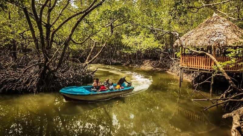Boat ride in the mangroves, Andaman