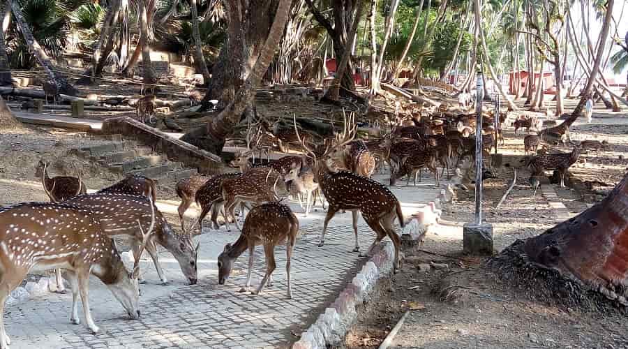 Deer at Ross Island