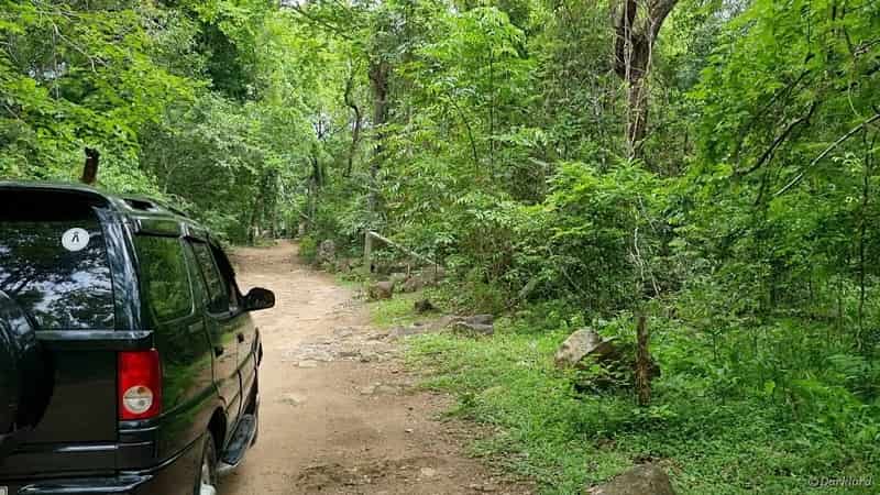 Go for a rainy drive in the woods