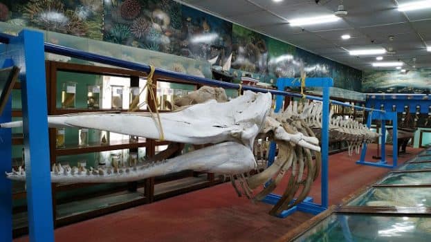 Marine Museum, Lakshadweep