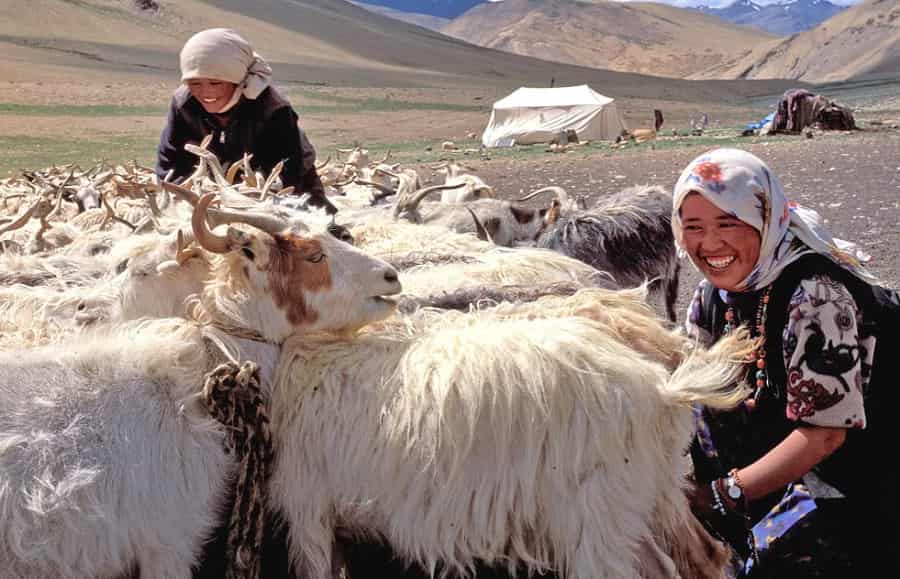 Pashmina Goats in Upshi
