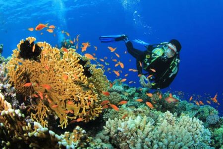 Scuba Diving in Neil Island
