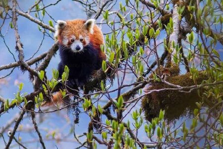 Singalila National Park