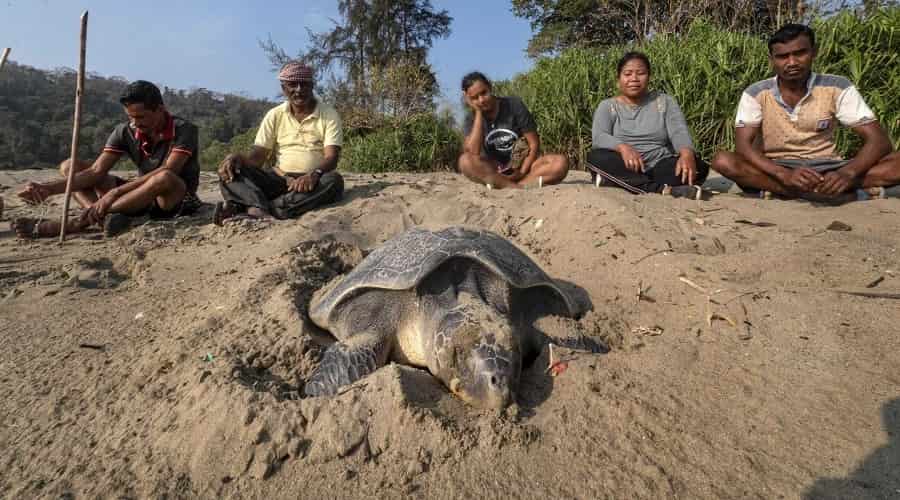 Turtle Nesting at Diglipur