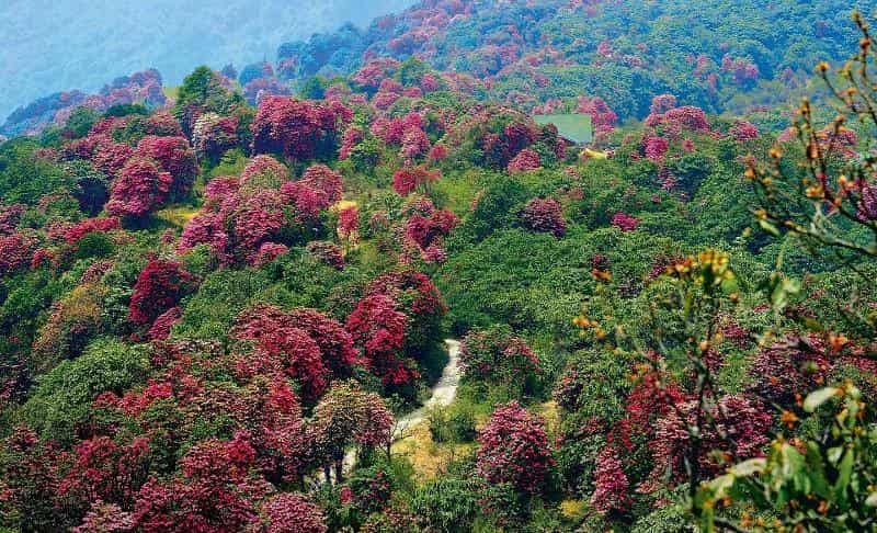 Honeymoon in Gangtok, Sikkim