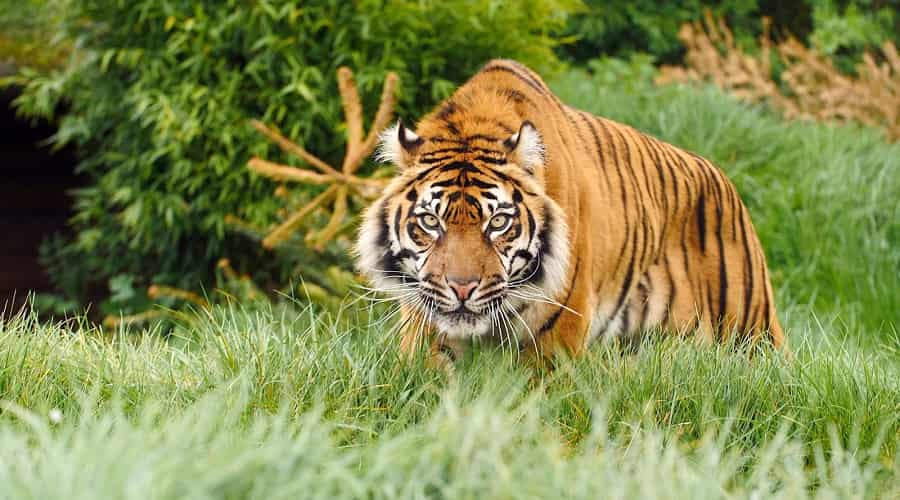 Jim Corbett National Park, Uttarakhand