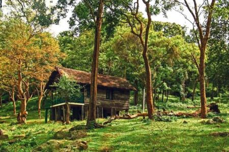 K Gudi Wilderness Cam