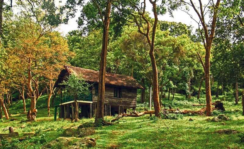 K Gudi Wilderness Cam
