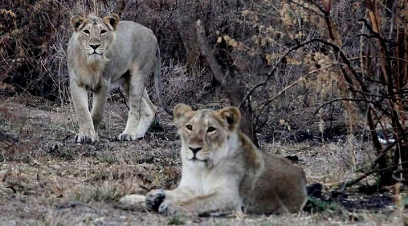 Lion Safari In Etawah