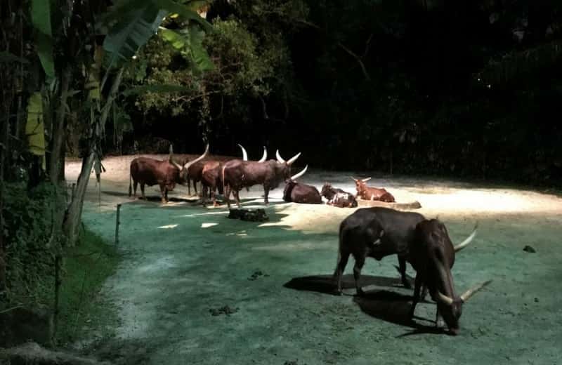 Night Safari in Singapore