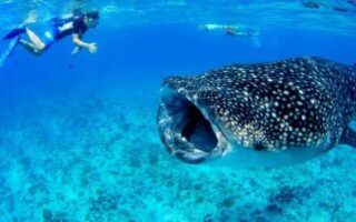Swimming with Sharks in Bodufulhudoo, Maldives