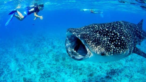 Swimming with Sharks in Bodufulhudoo, Maldives