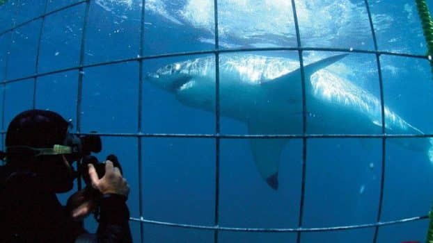 Swimming with Sharks in Gansbaai, South Africa