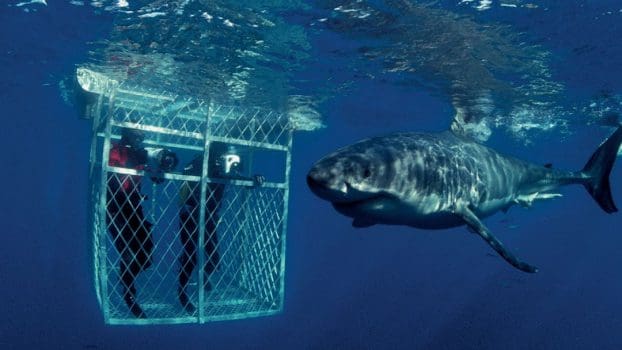 Swimming with Sharks in Guadalupe, Mexico