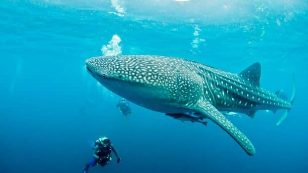 Swimming with Sharks in Isla Mujeres, Mexico