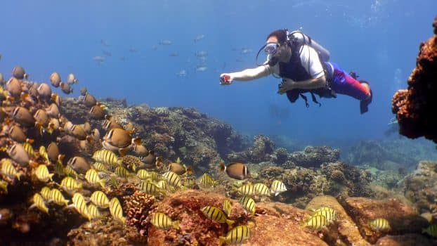 Swimming with Sharks in Oahu, Hawaii