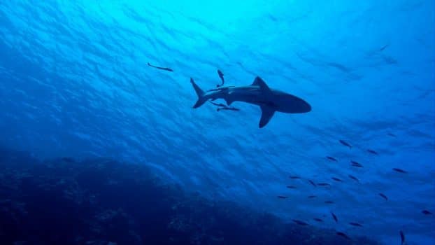Swimming with Sharks in Osprey Reef, Australia