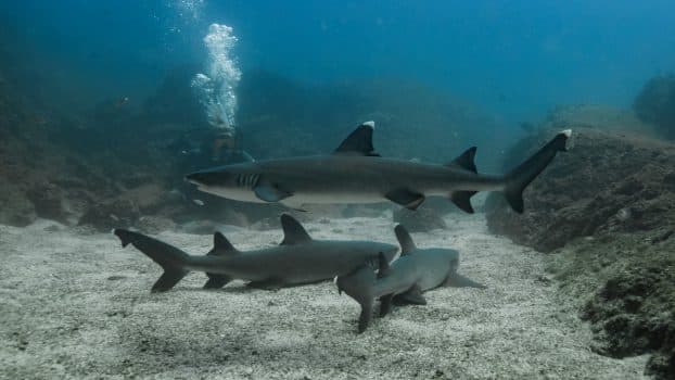 Swimming with Sharks in Playas Del Coco, Costa Rica