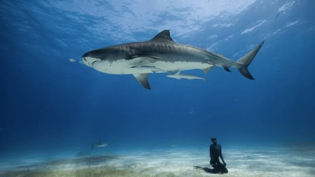 Swimming with Sharks in Tiger Beach, Bahamas