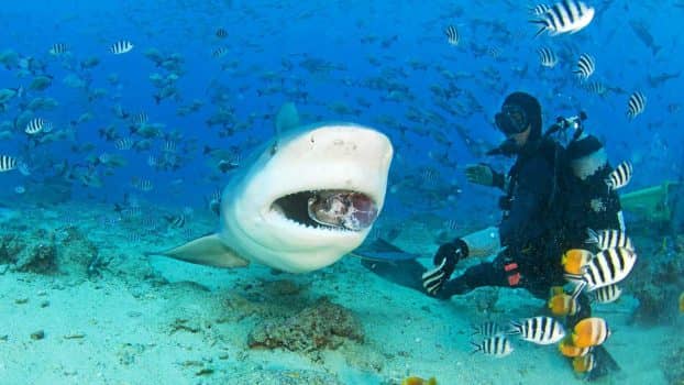 Swimming with Sharks in Viti Levu, Fiji