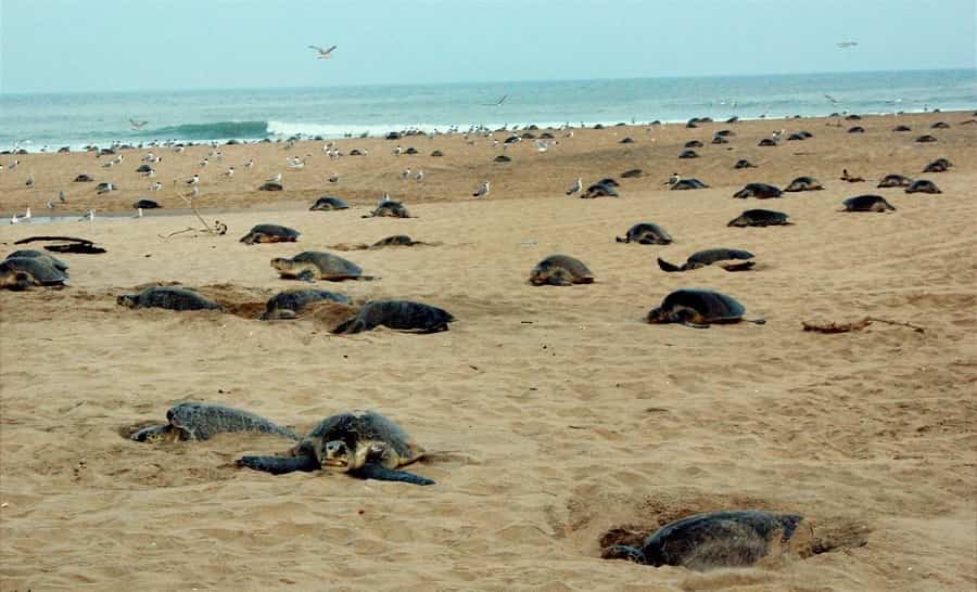 Turtles Nesting at Rushikulya Beach