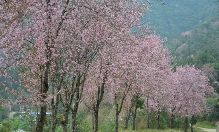 Cherry Blossom at Mao Gate