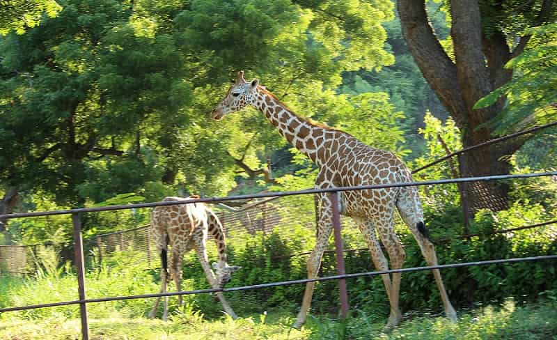 Indira Gandhi Zoological Park, Visakhapatnam