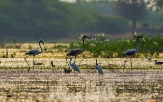 Manjira Bird Sanctuary