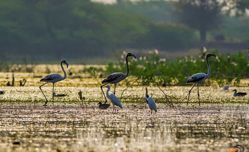Wildlife Sanctuaries & National Parks in Andhra Pradesh Telangana