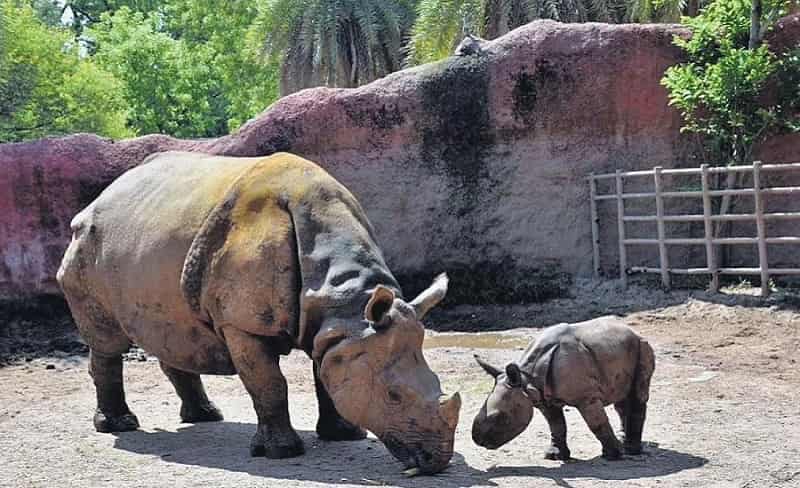 Nehru Zoological Park, Hyderabad