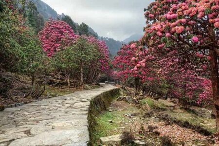 Rhododendron in Chopta