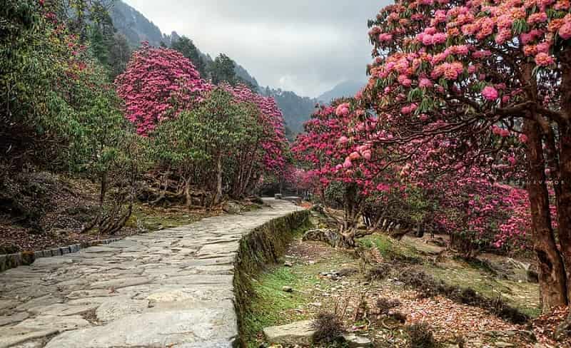 Rhododendron in Chopta