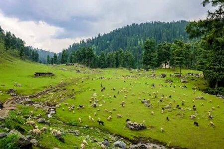 Sangam Meadow, Kashmir