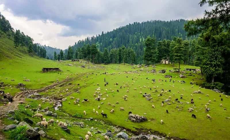 Sangam Meadow, Kashmir