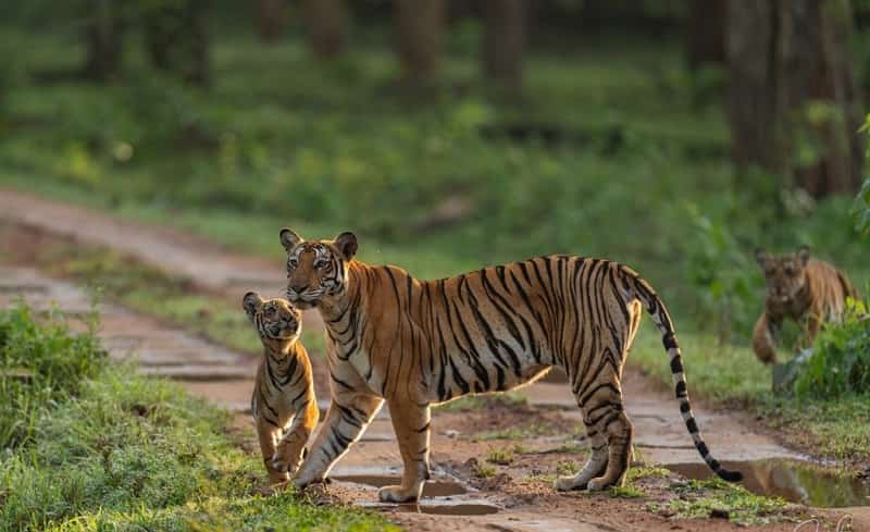 Tigers of Kabini