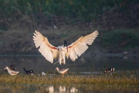 Bharatpur Bird Sanctuary