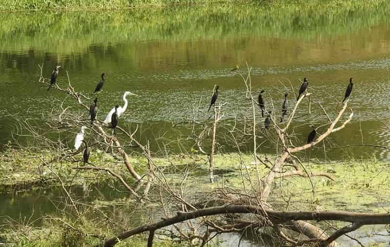 Goda Park, Nashik