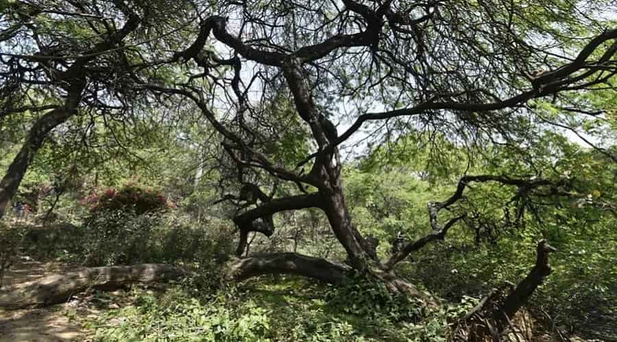 Kamala Reserve Forest