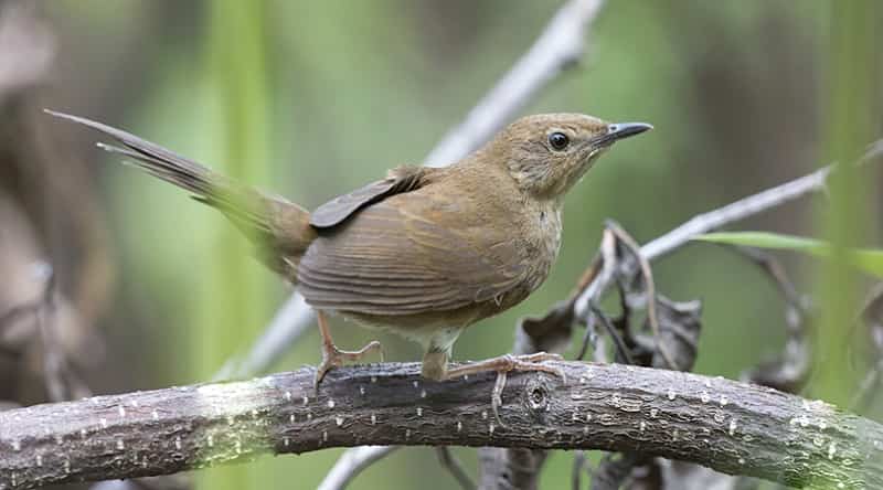Mehao Wildlife Sanctuary