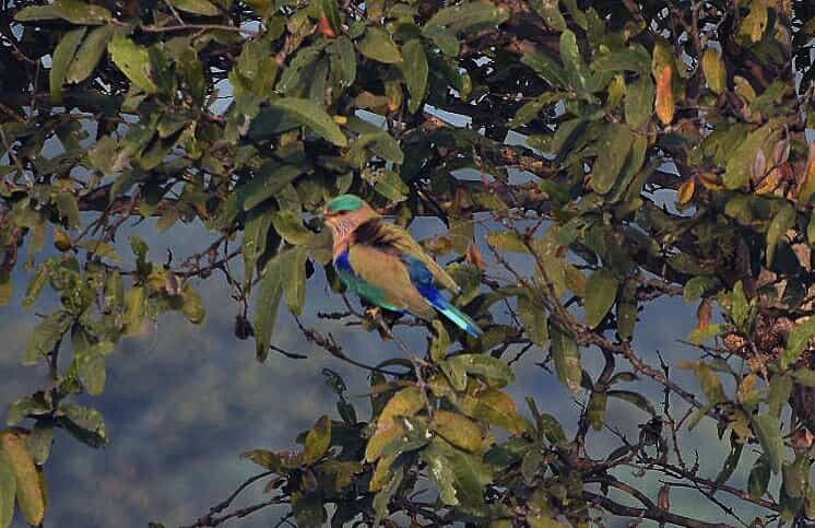 Nawab Ganj Bird Sanctuary, Uttar Pradesh