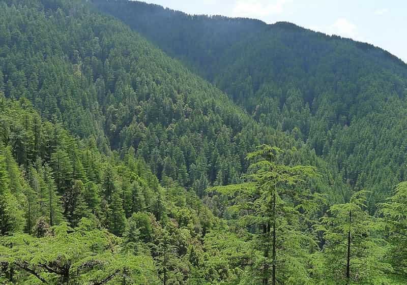 Pine Forest, Shimla