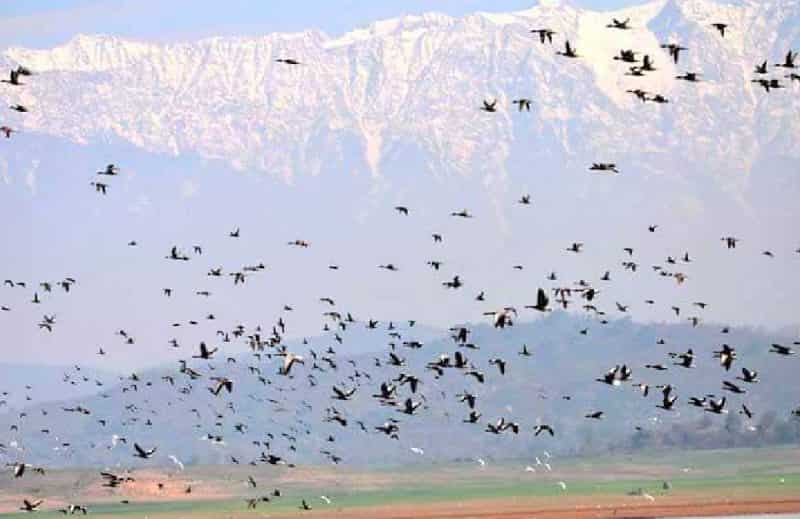 Pong Dam Bird Sanctuary, Himachal Pradesh